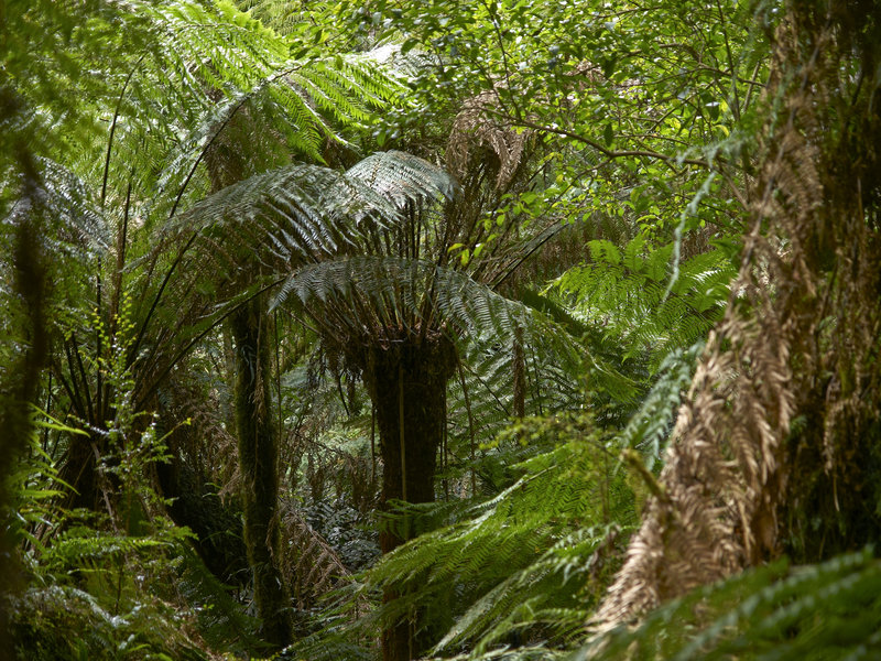 Cycad, Mait's Rest